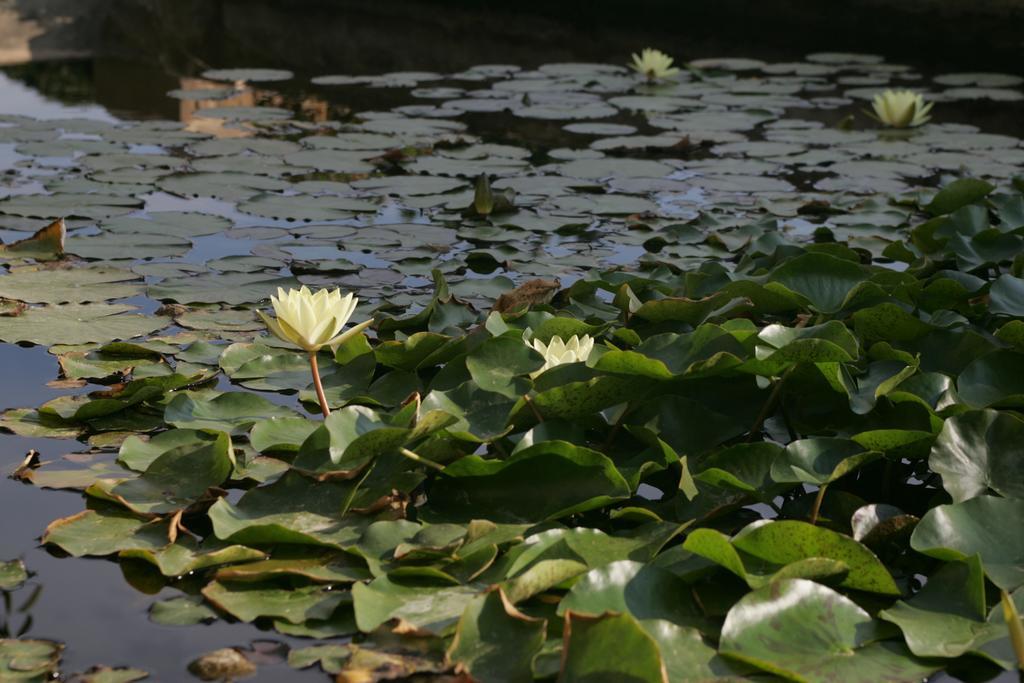 Avgerinos Hotel Kampochora  Pokoj fotografie